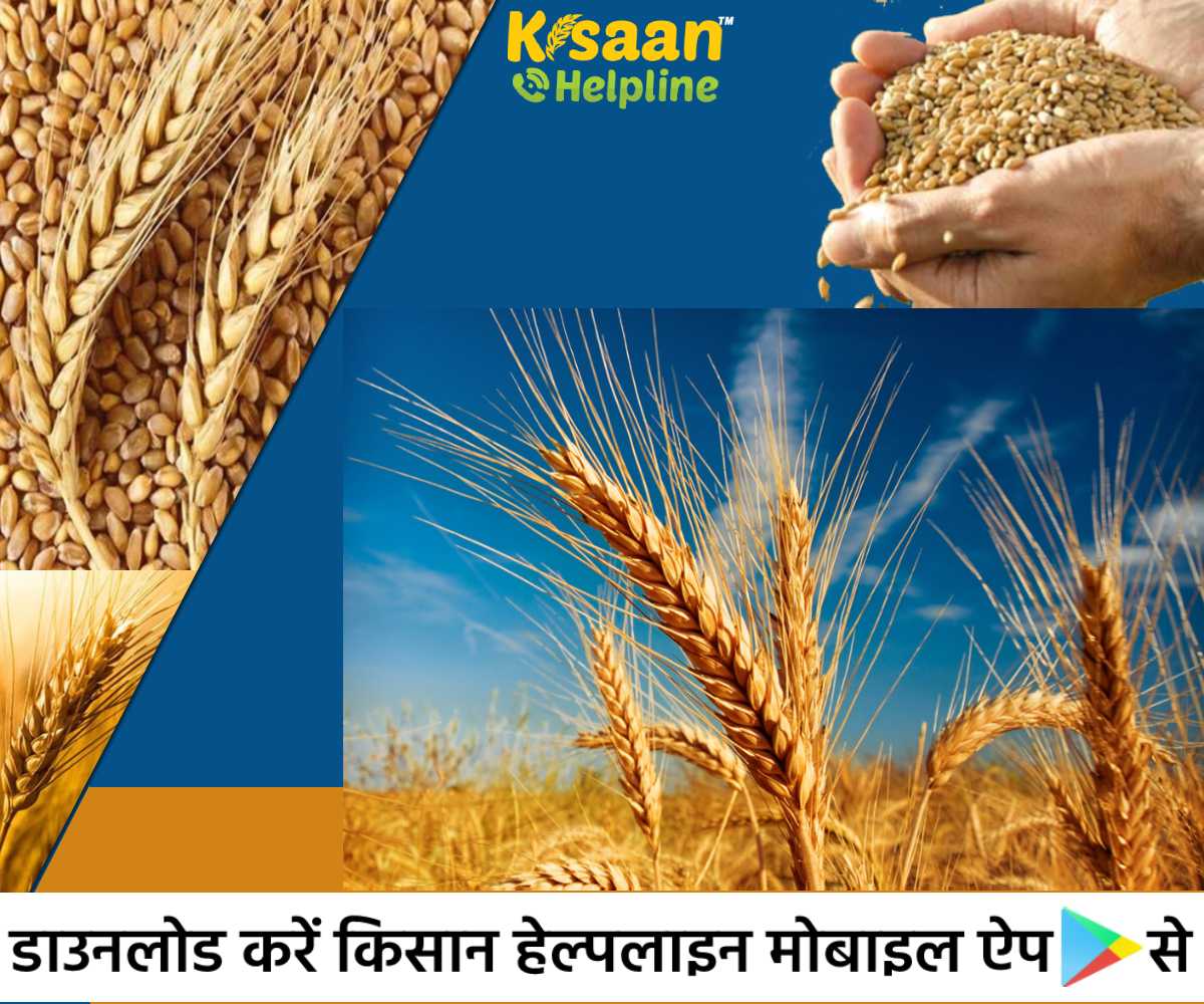 गेहूं की इस किस्म की उत्पादन क्षमता होगी सबसे अधिक, होगी किसानो की आय में वृद्धि